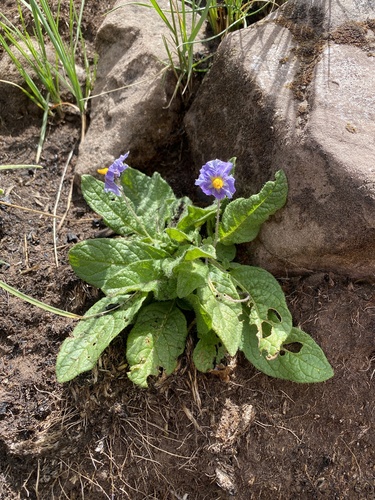 Solanum megistacrolobum