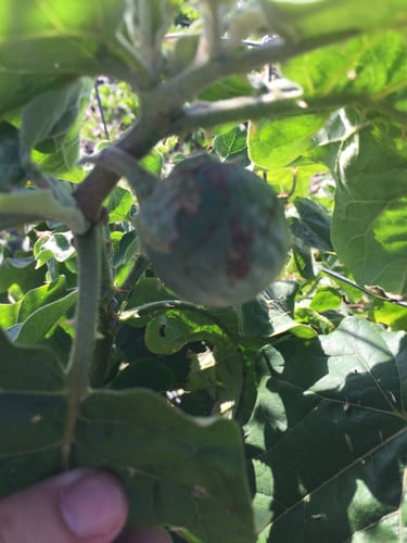 Solanum melongena