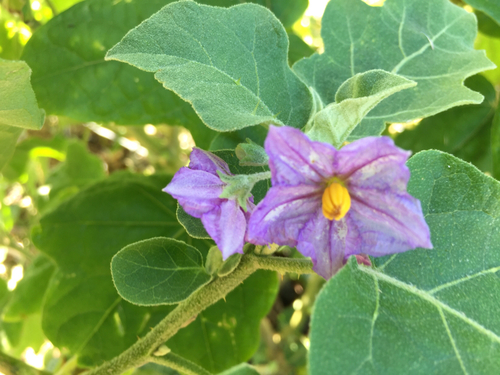 Solanum melongena (Eggplant) — photo