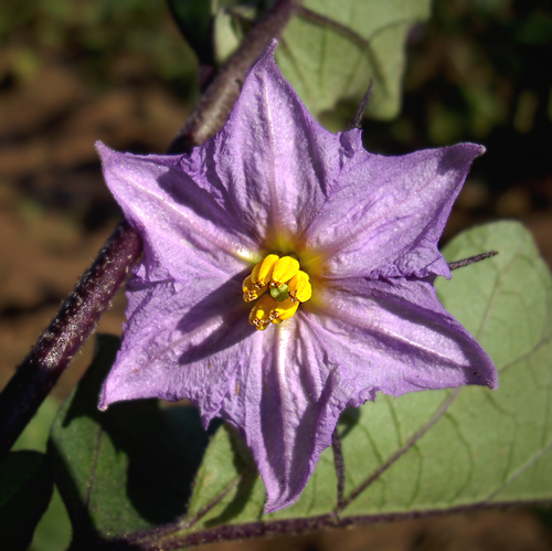 Solanum melongena var. incanum (Local garden egg) — photo