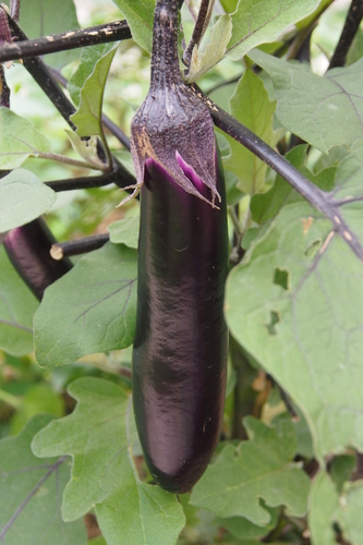 Solanum melongena var. incanum (Local garden egg) — photo