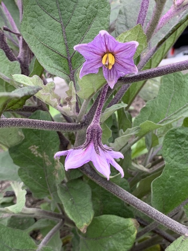 Solanum melongena var. incanum