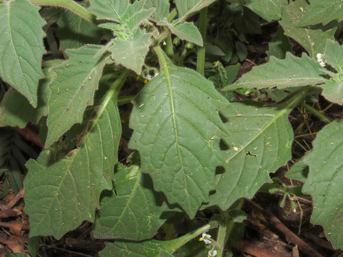 Solanum memphiticum var. abyssinicum — photo