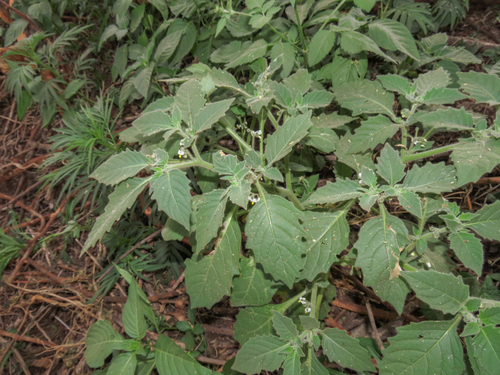 Solanum memphiticum var. abyssinicum — photo