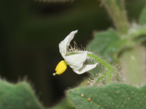 Solanum memphiticum var. abyssinicum