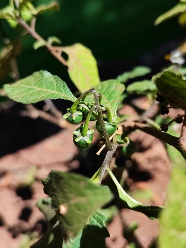 Solanum miniatum — photo
