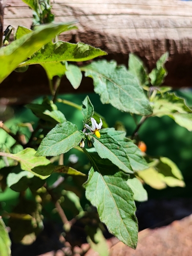 Solanum miniatum — photo