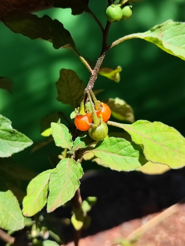 Solanum miniatum