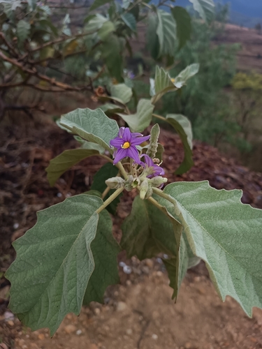 Solanum mitlense — photo