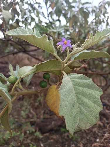 Solanum mitlense — photo