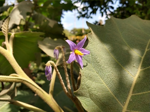 Solanum mitlense