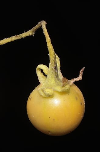 Solanum montanum — photo
