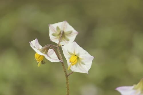 Solanum montanum — photo