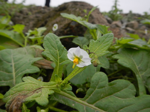 Solanum montanum