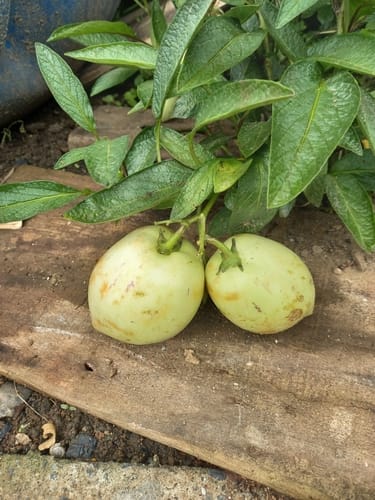 Solanum muricatum (Pepino dulce) — photo