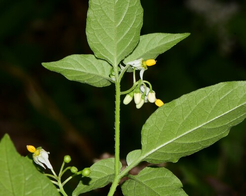 Solanum nigrescens (Hierba mora) — photo