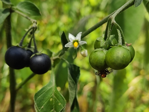 Solanum nigrescens (Hierba mora) — photo
