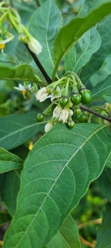 Solanum nigricans — photo