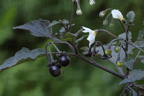 Solanum nigrum (Blackberried nightshade) — photo