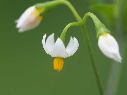 Solanum nigrum var. guineense