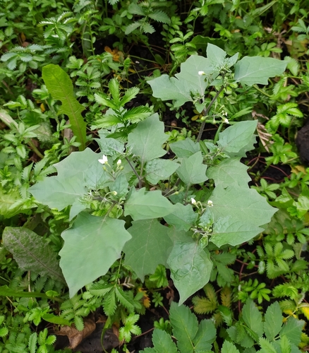 Solanum nigrum var. guineense — photo