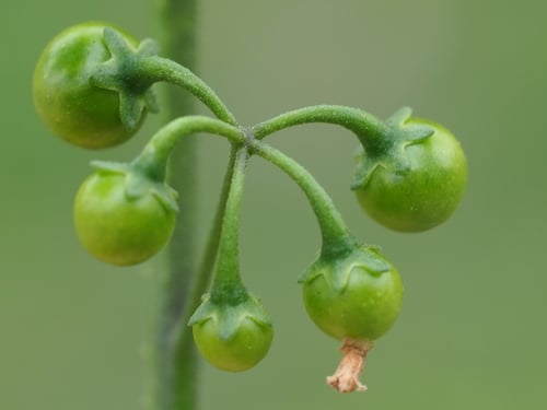 Solanum nigrum (Blackberried nightshade) — photo