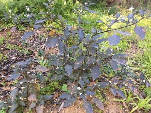 Solanum nigrum