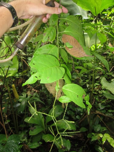 Solanum occultum (Hidden nightshade) — photo