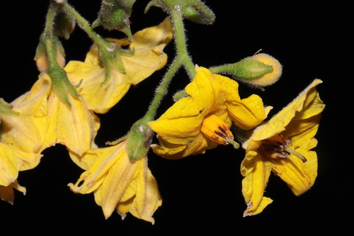 Solanum ochranthum (Zimbalo) — photo