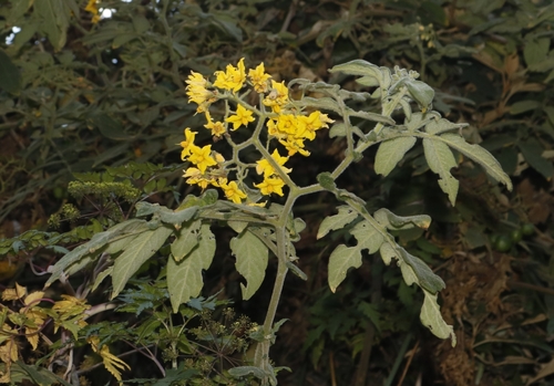 Solanum ochranthum (Zimbalo) — photo