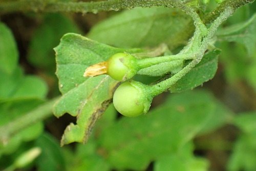 Solanum opacum (Greenberry nightshade) — photo