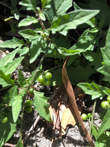 Solanum opacum (Greenberry nightshade) — photo