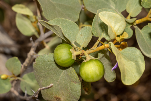 Solanum orbiculatum (Round-leaf nightshade) — photo