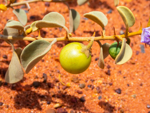 Solanum orbiculatum (Round-leaf nightshade) — photo