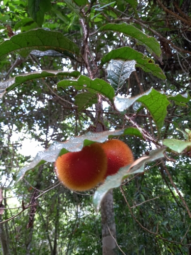 Solanum paraibanum — photo