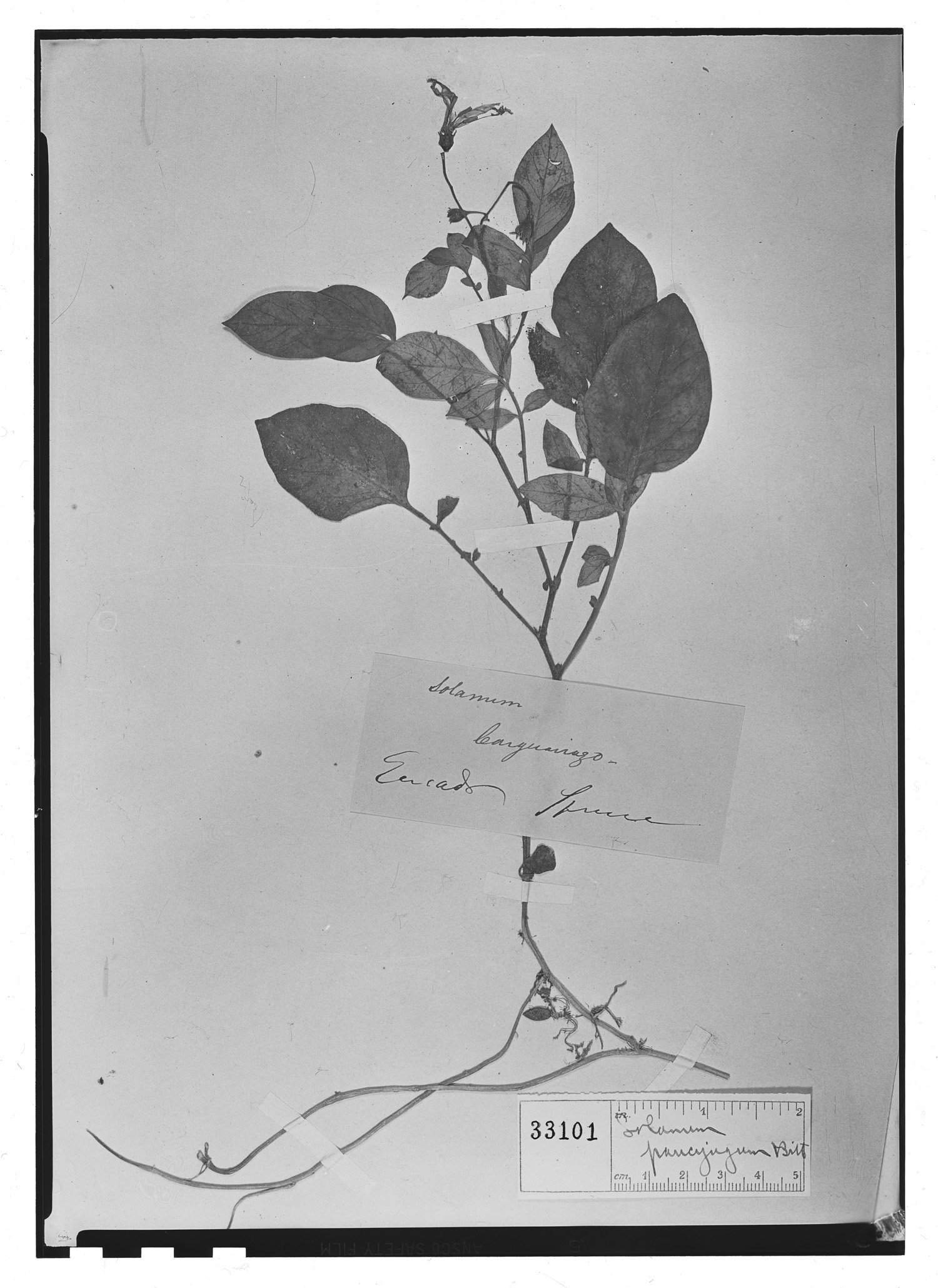 Solanum paucijugum