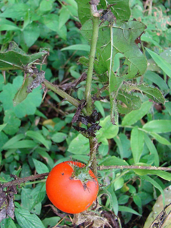 Solanum pectinatum (Cocona) — photo
