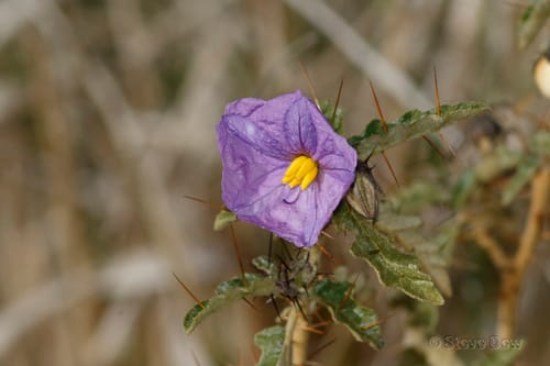 Solanum petrophilum (Rock Nightshade) — photo