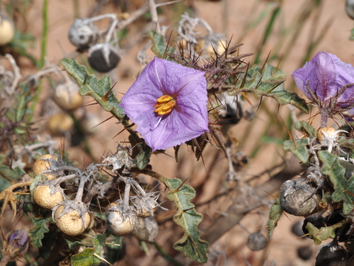Solanum petrophilum