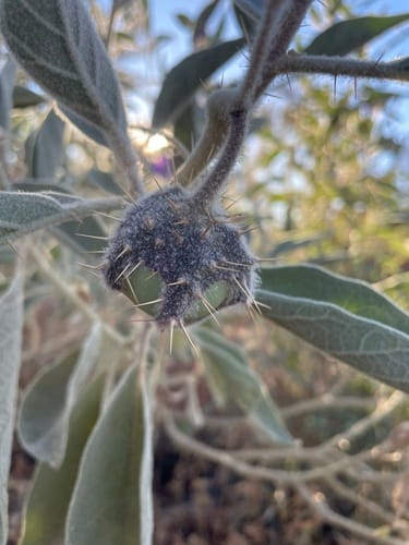Solanum phlomoides — photo