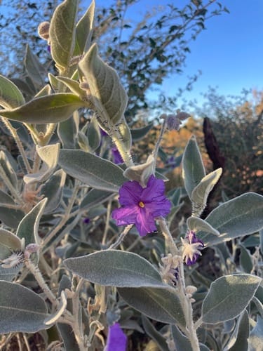 Solanum phlomoides — photo