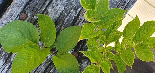 Solanum phureja (Phureja) — photo