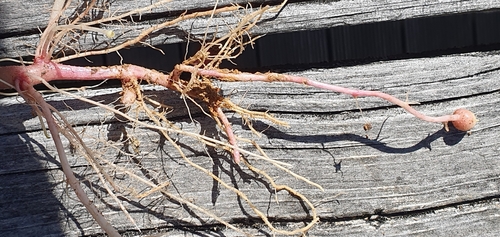 Solanum phureja (Phureja) — photo