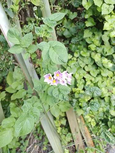 Solanum phureja