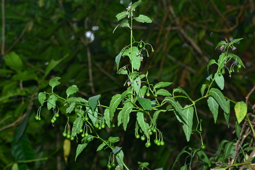 Solanum pittosporifolium — photo