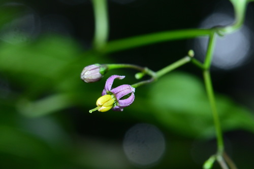 Solanum pittosporifolium — photo