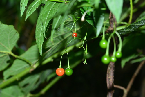 Solanum pittosporifolium