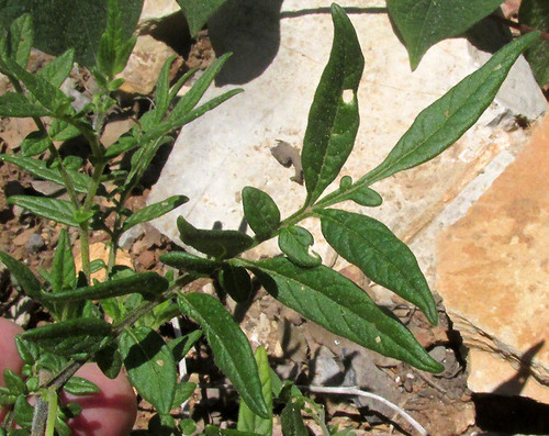 Solanum polyadenium — photo