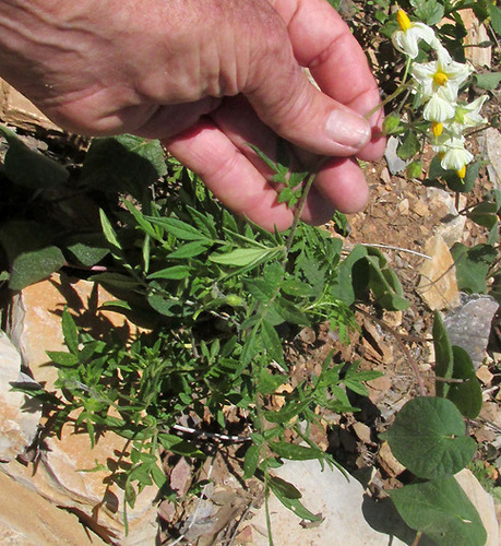 Solanum polyadenium — photo