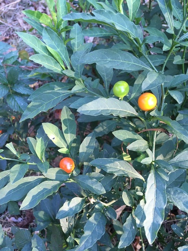 Solanum pseudocapsicum (Mirchala) — photo